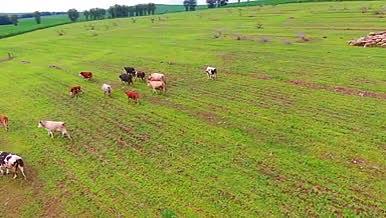 4K草原放牧的牛群视频的预览图